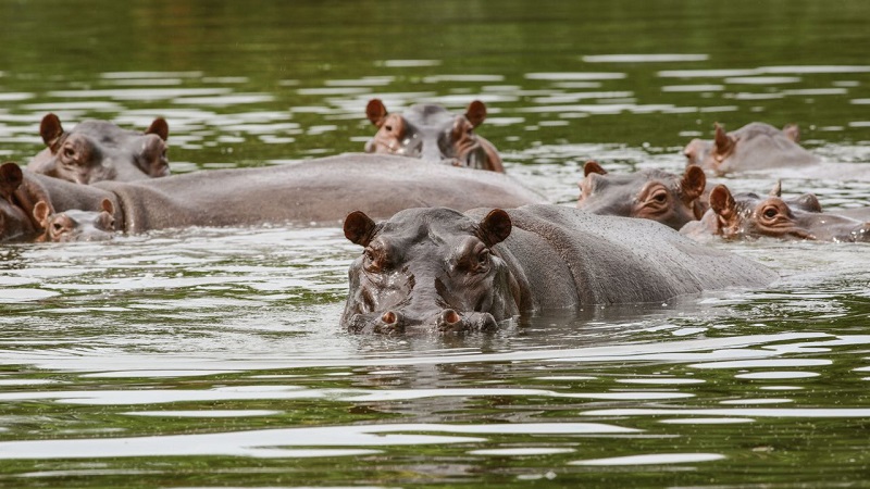 Relocating 70 of Pablo Escobar’s ‘cocaine hippos’ to cost around $3.5 million.